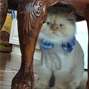 Meet your Posher, Terri